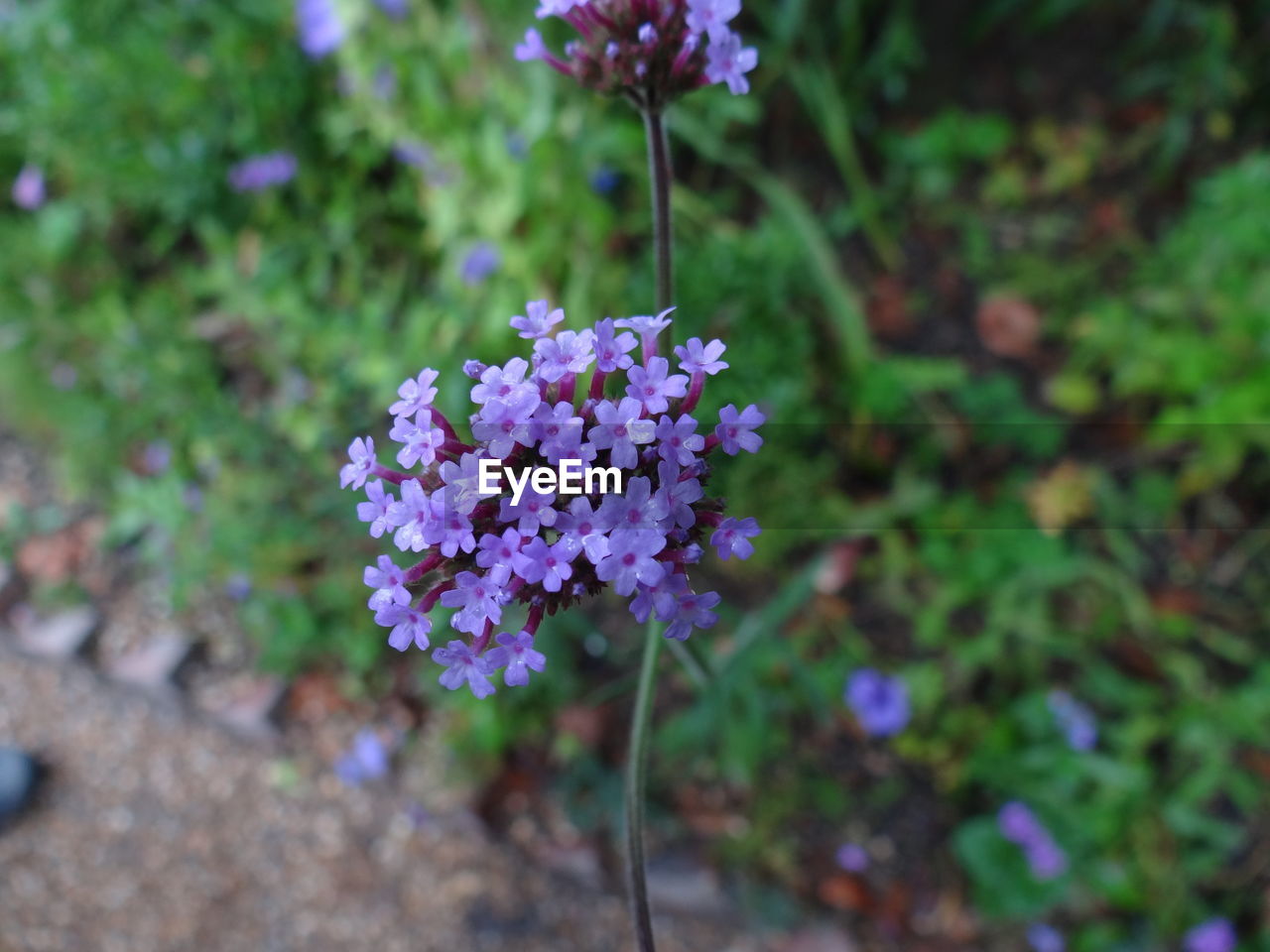 Purple flowers growing on field