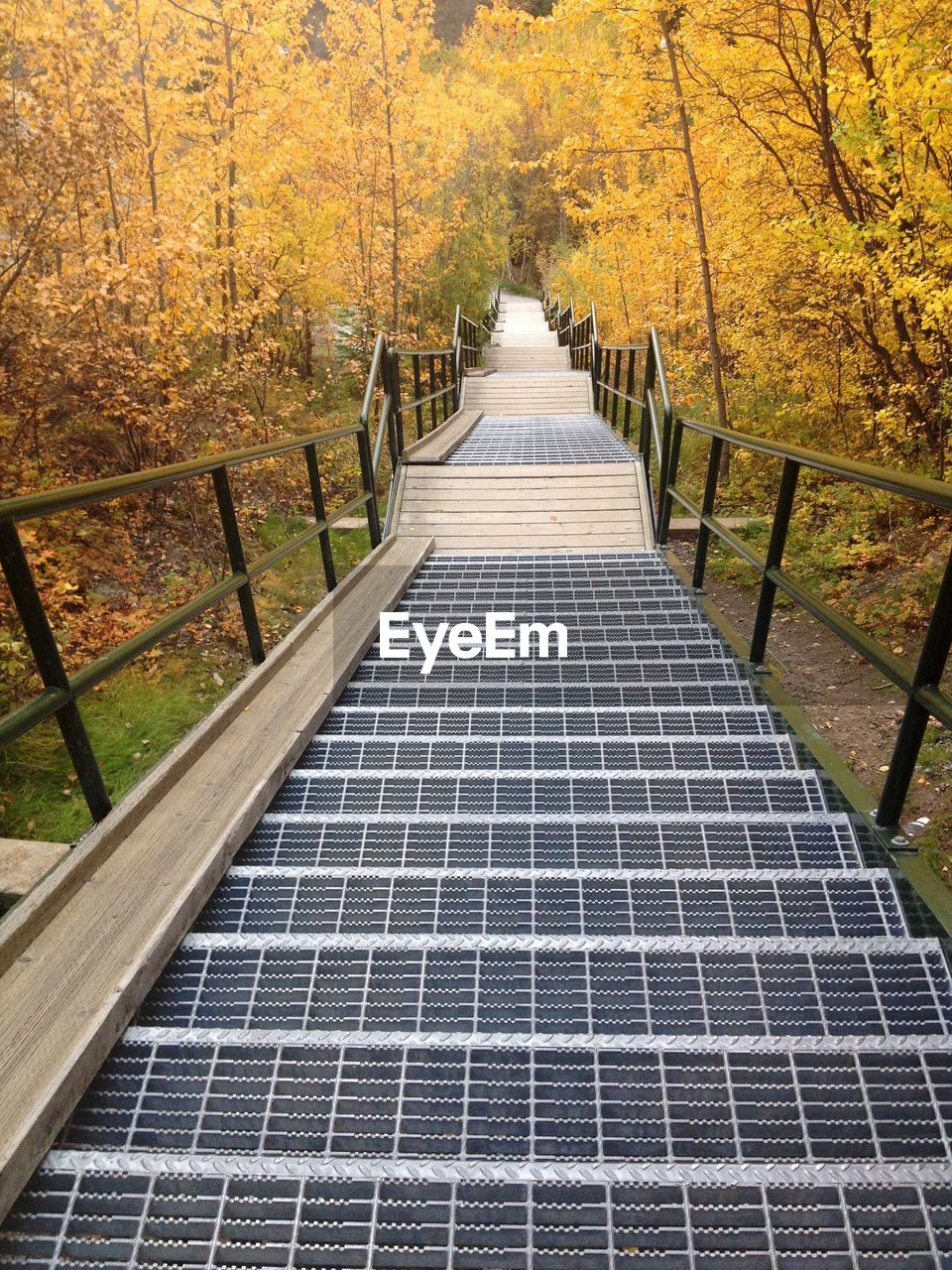 Black street stairs amidst trees in forest during autumn