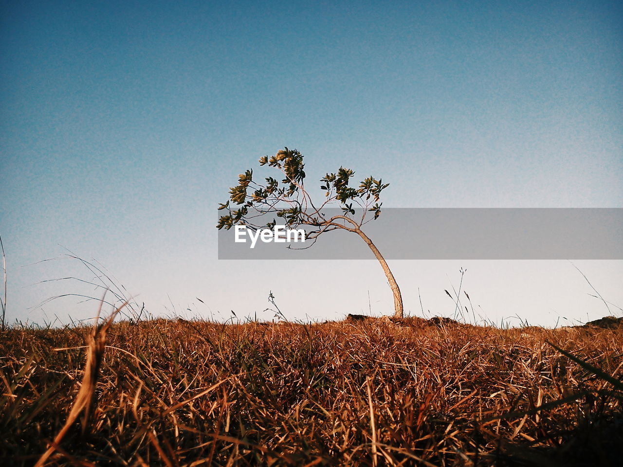 PLANTS GROWING ON LAND AGAINST CLEAR SKY