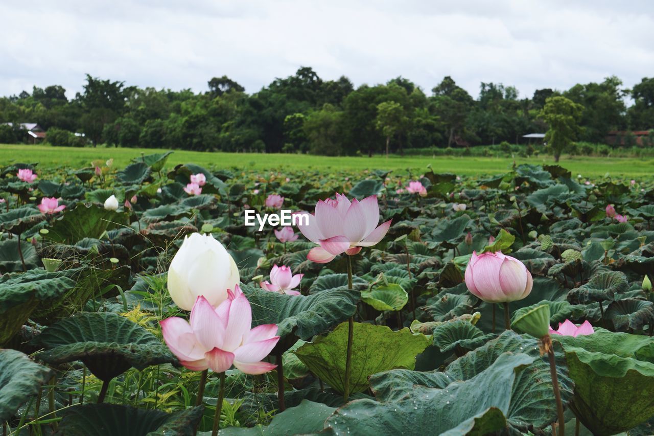 CLOSE-UP OF PINK LOTUS WATER LILY IN FIELD