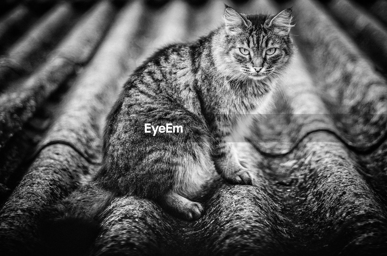 CLOSE-UP PORTRAIT OF CAT