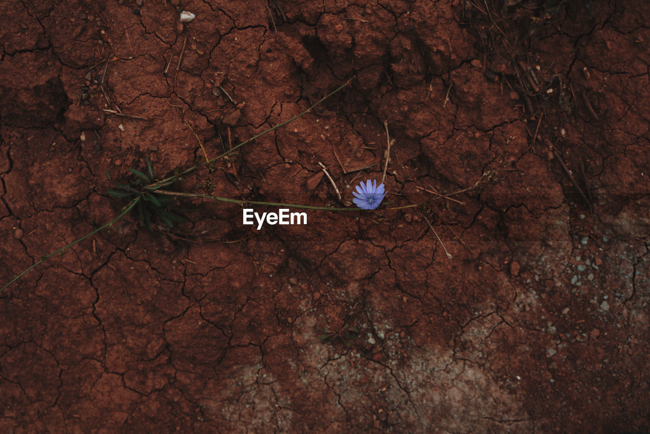 Close-up of purple flower on a clay dirt road