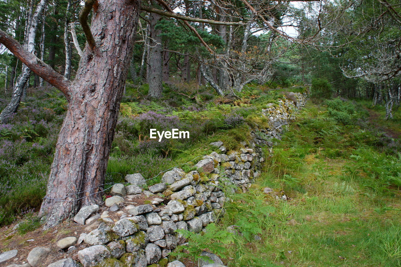 TREE IN FOREST