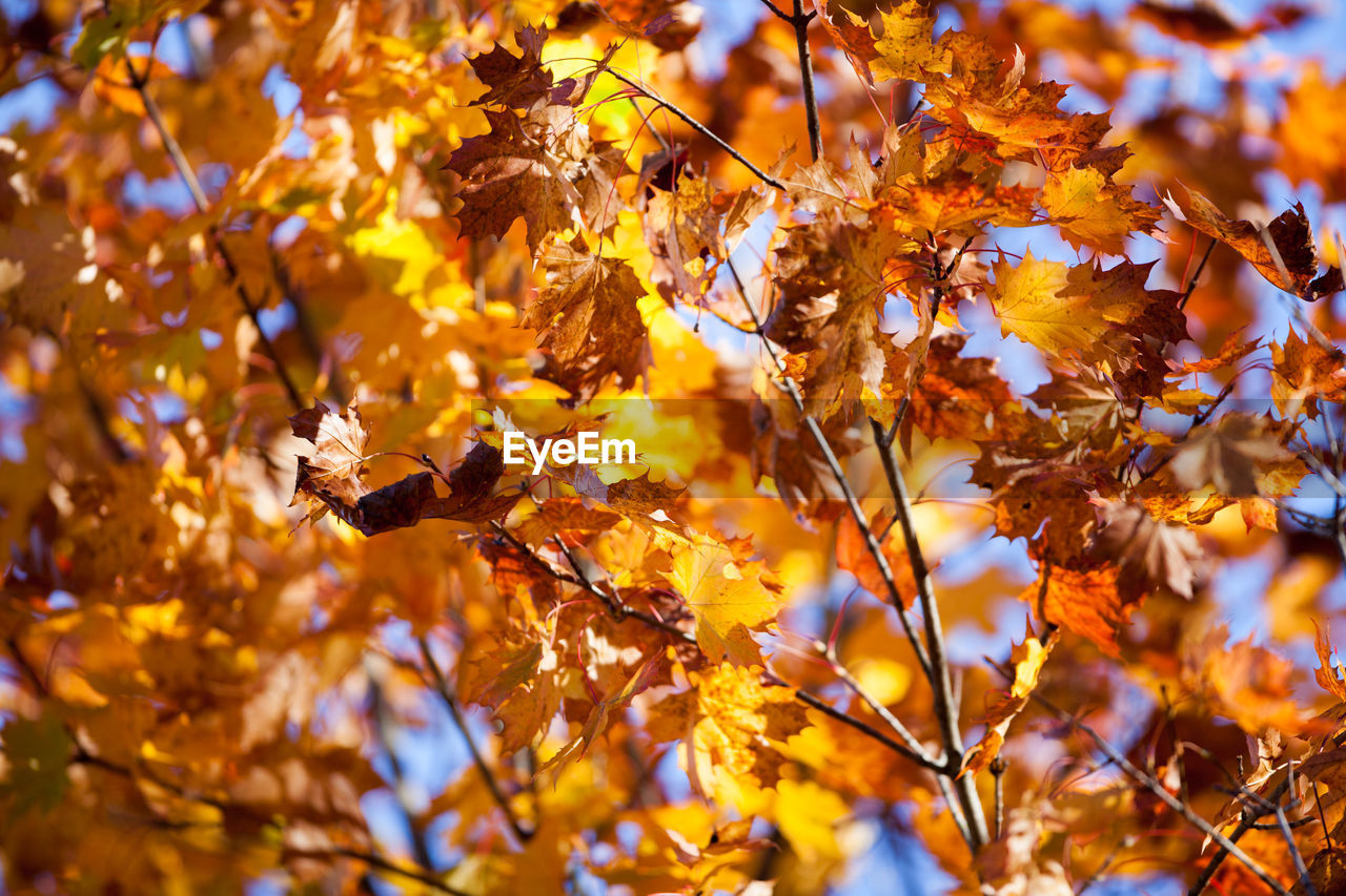 Low angle view of yellow flowers growing on tree