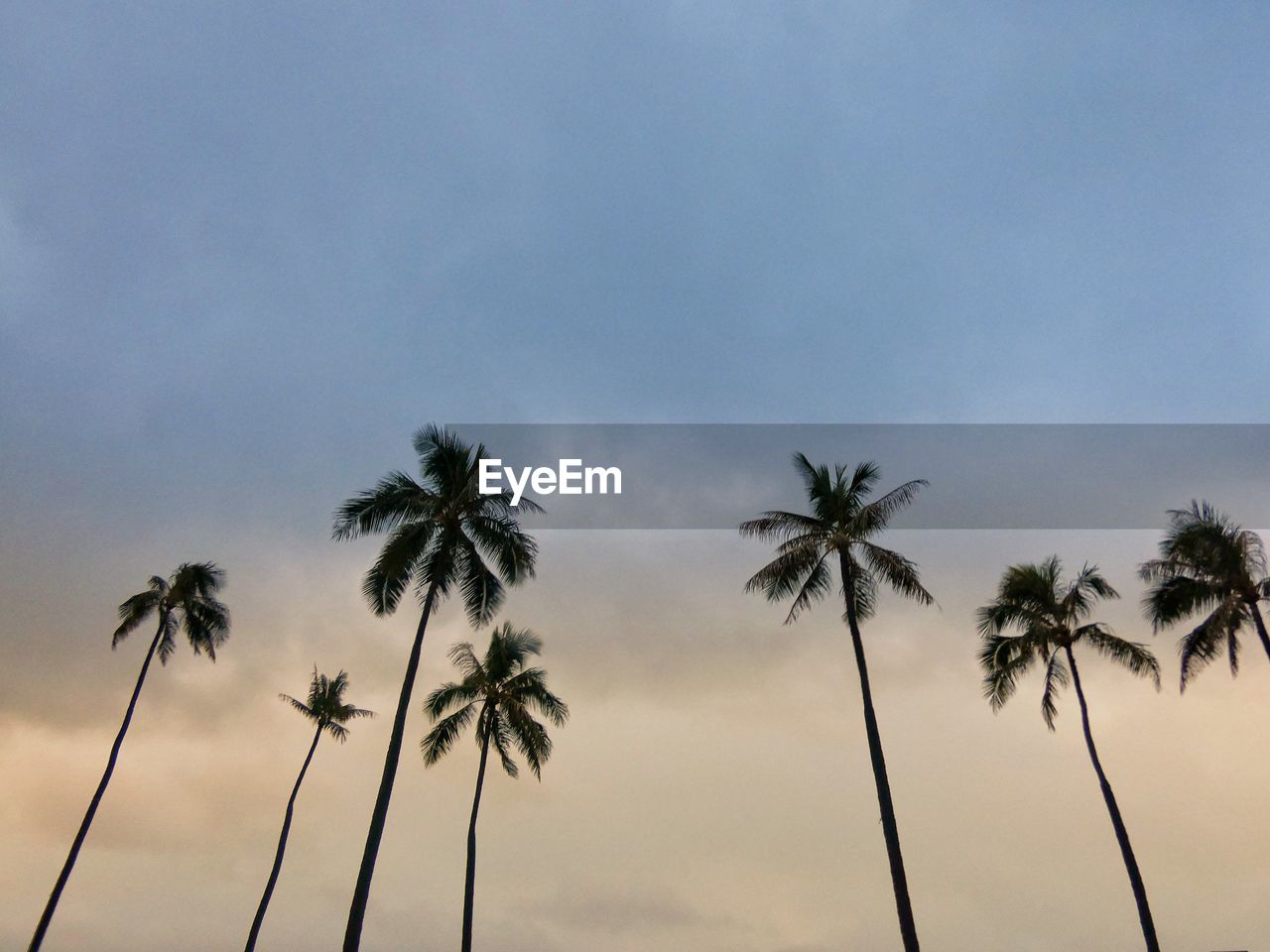 Low angle view of palm trees against sky