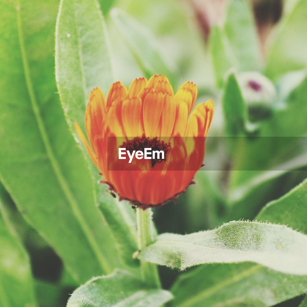 Close-up of flower in bloom