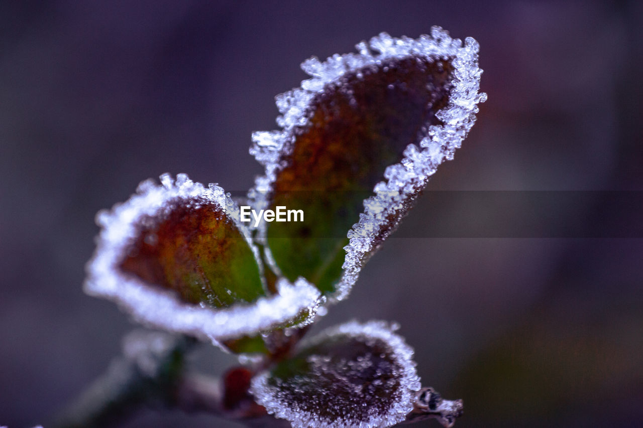 Close-up of frozen plant