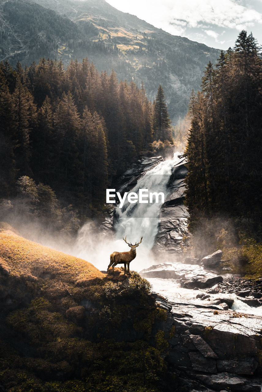 Scenic view of a deer in front of a waterfall in forest. 