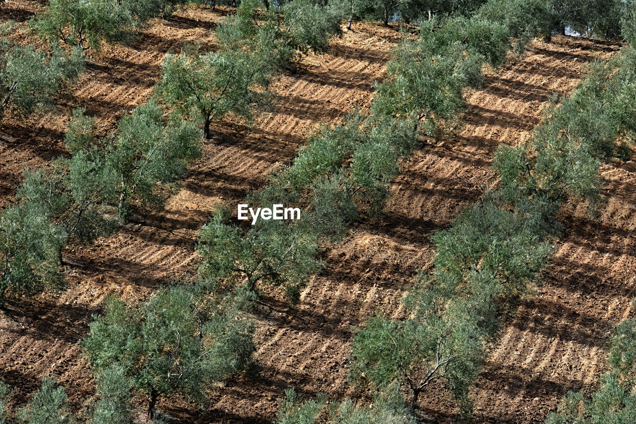 Olive trees in andalusia, spain