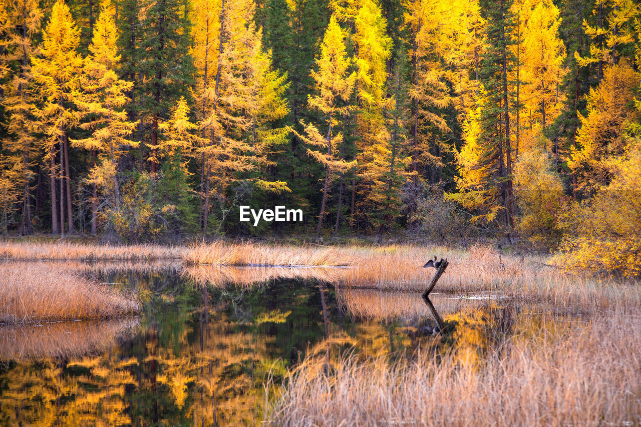 PINE TREES IN FOREST