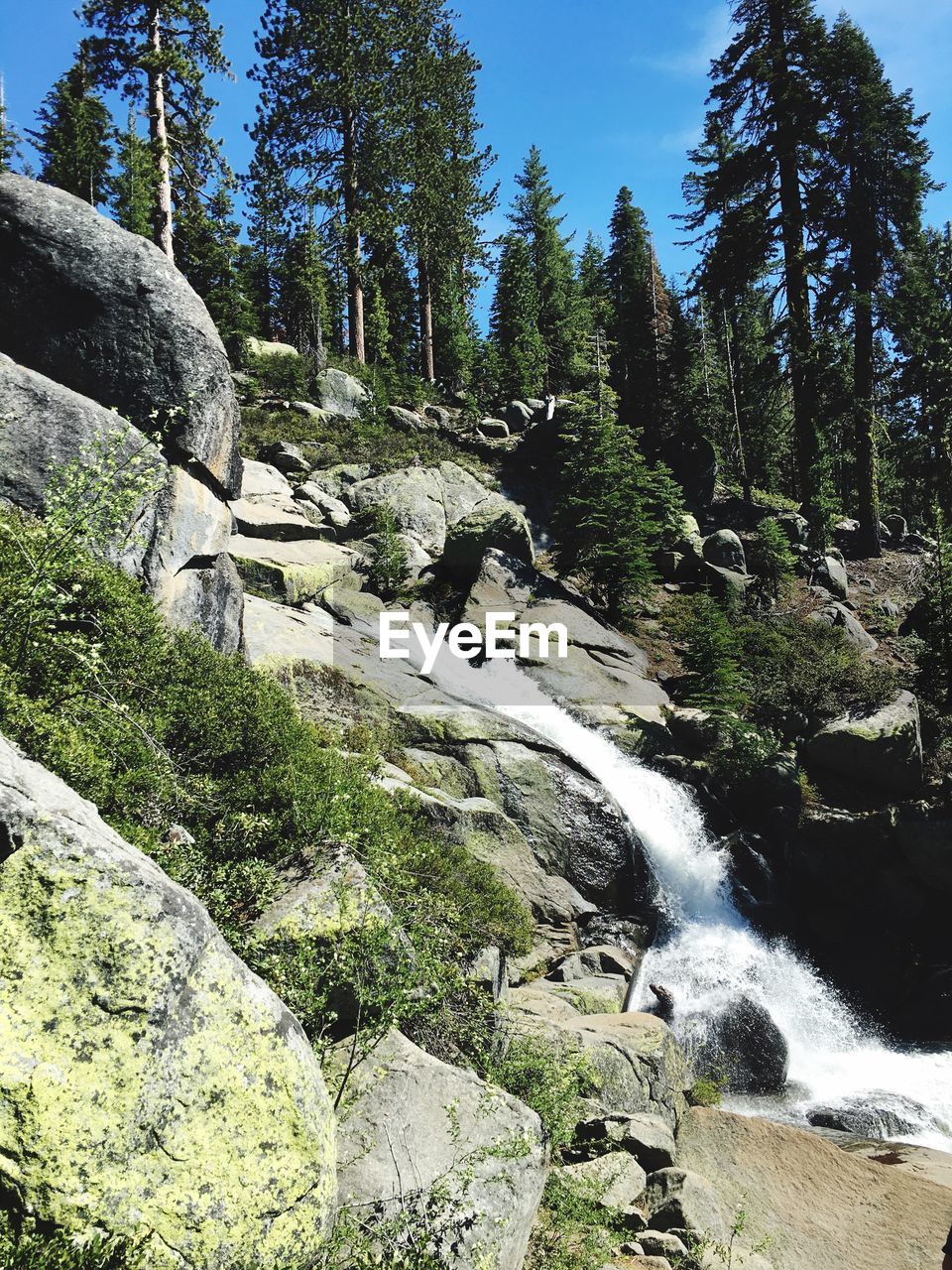 River amidst trees in forest against sky