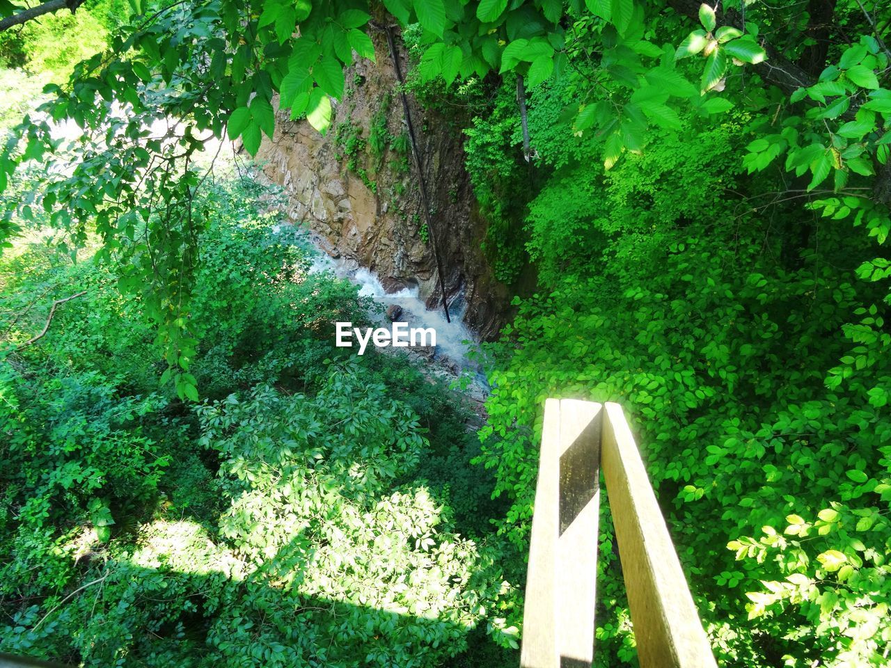 TREES GROWING IN FOREST