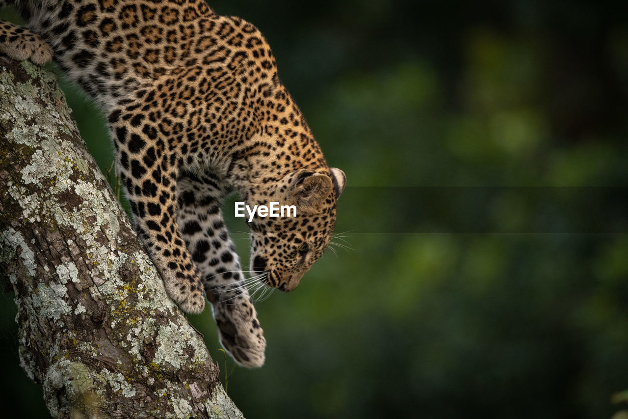 Leopard walking down branch covered in lichen