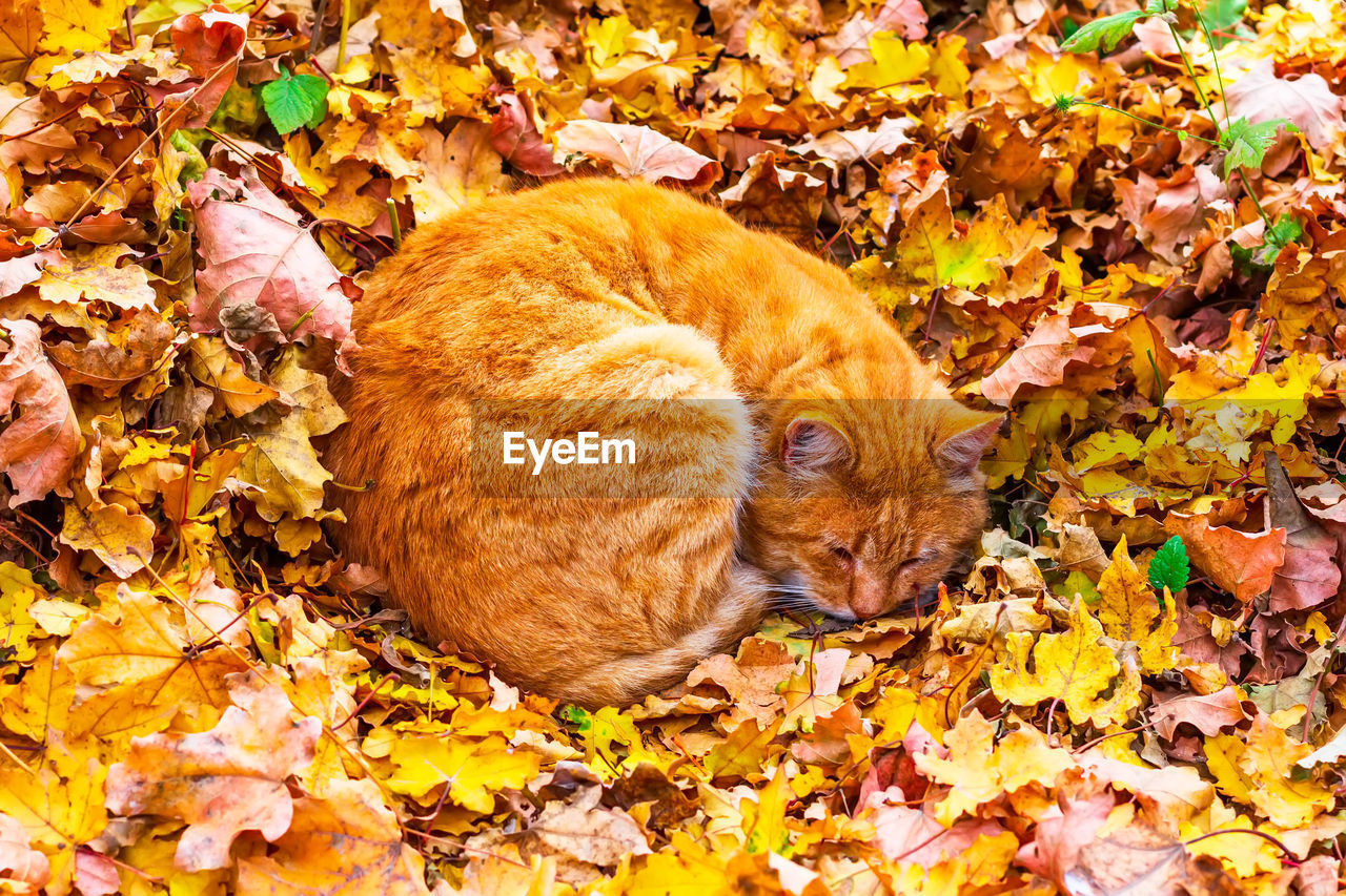 A stray ginger cat sleeps curled up on fallen yellow maple leaves