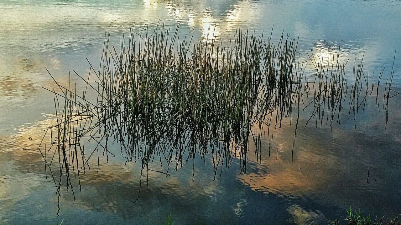 REFLECTION OF TREES IN WATER