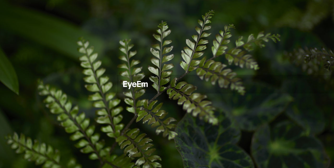 Tropical green leaves on background, nature summer forest plant concept.