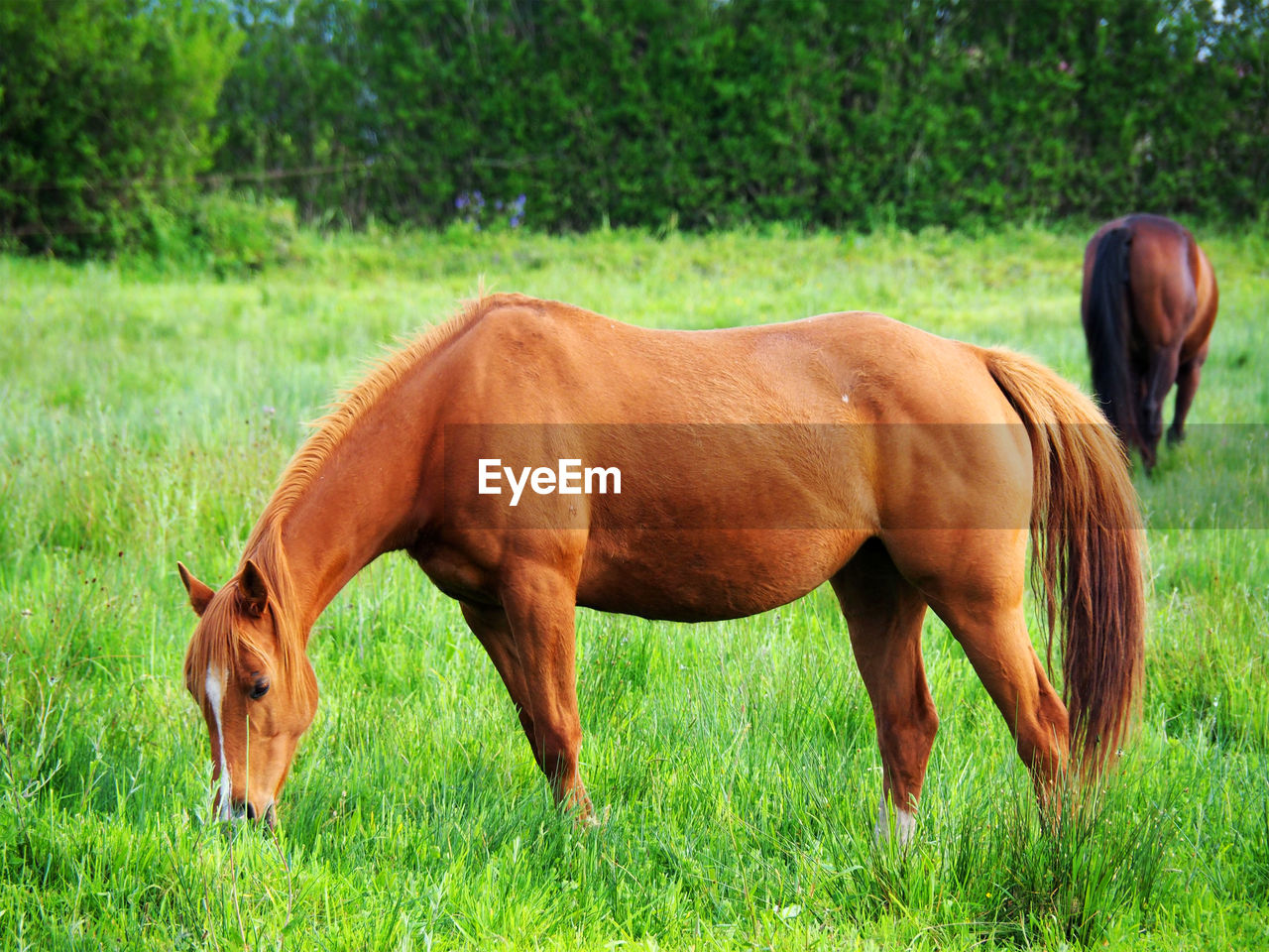 BROWN HORSE GRAZING IN FIELD