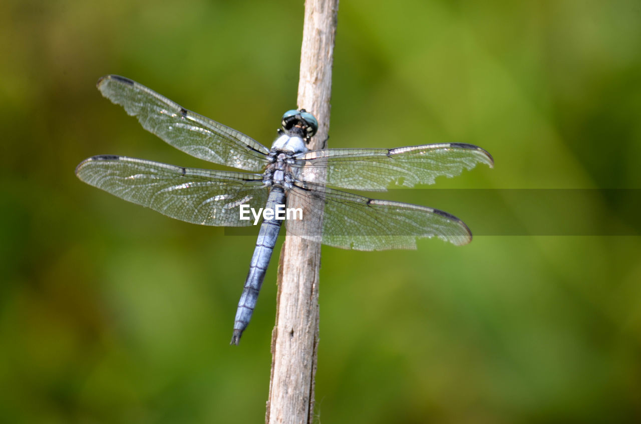 CLOSE-UP OF INSECT