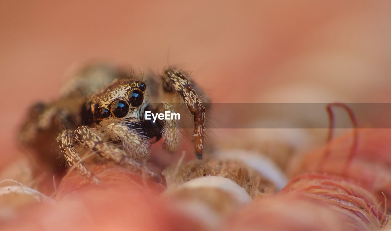 MACRO SHOT OF SPIDER ON A BLURRED
