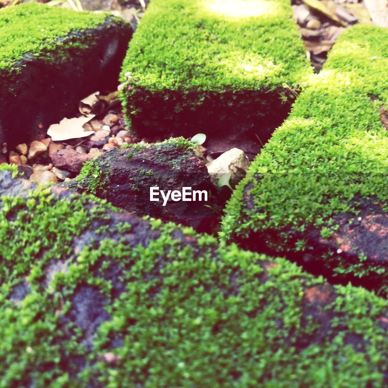 CLOSE-UP OF MOSS ON STONE