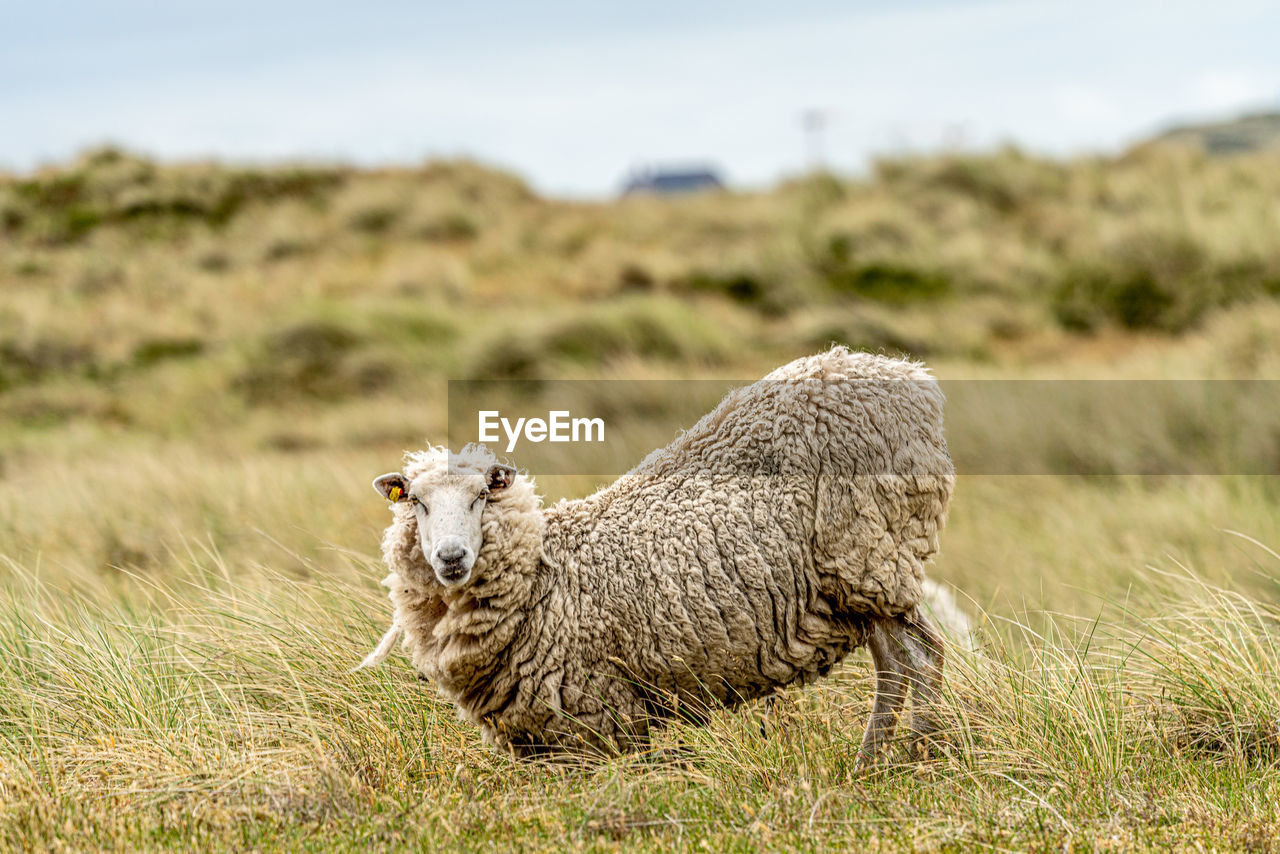 Sheeps on sylt