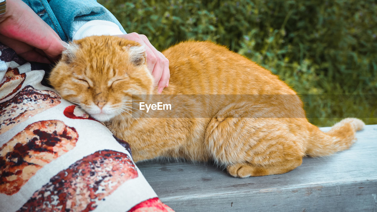 CAT SLEEPING ON PERSON HAND