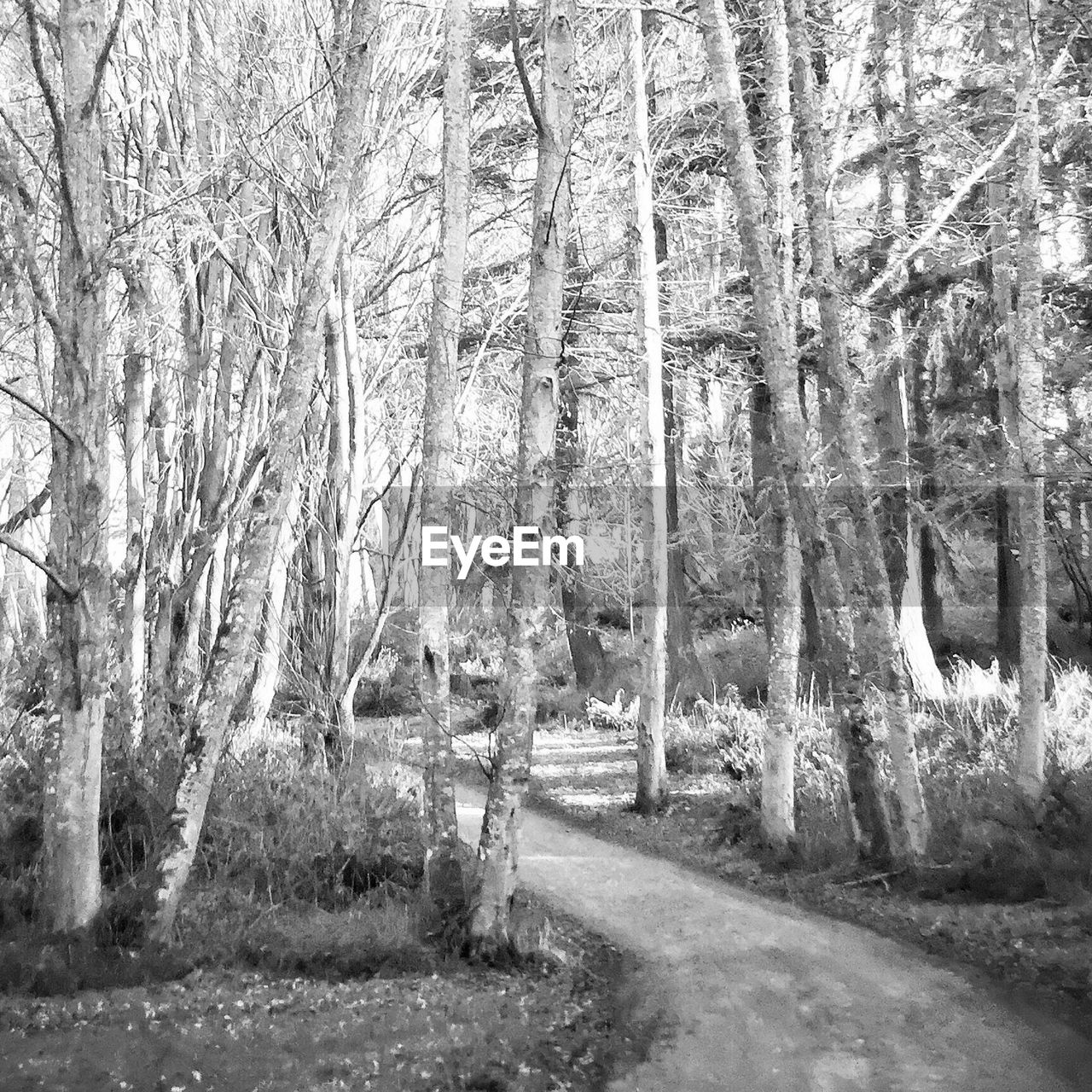 VIEW OF TREES IN FOREST