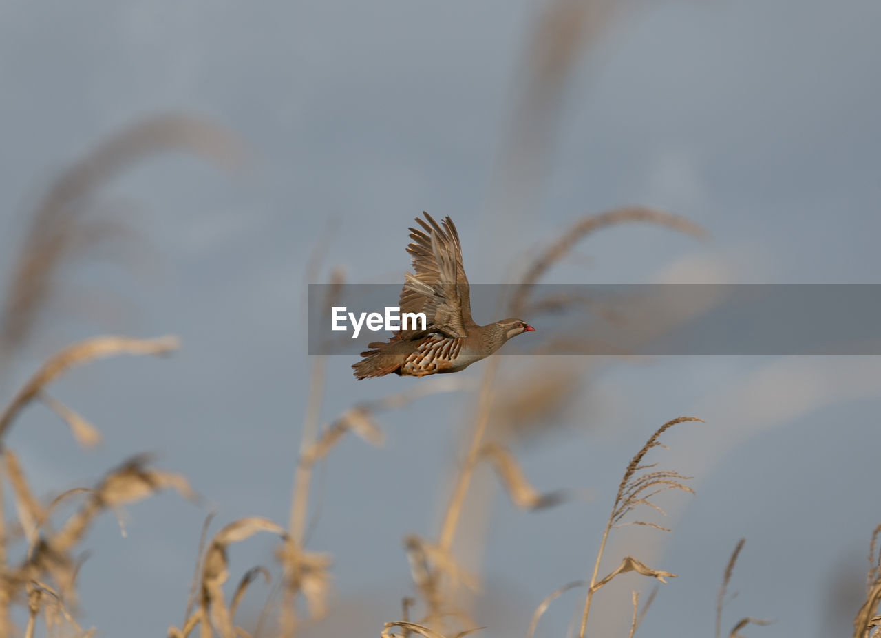 Partridge in flight through maize