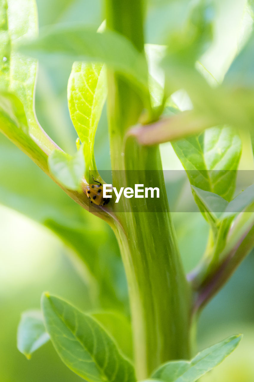 INSECT ON LEAF