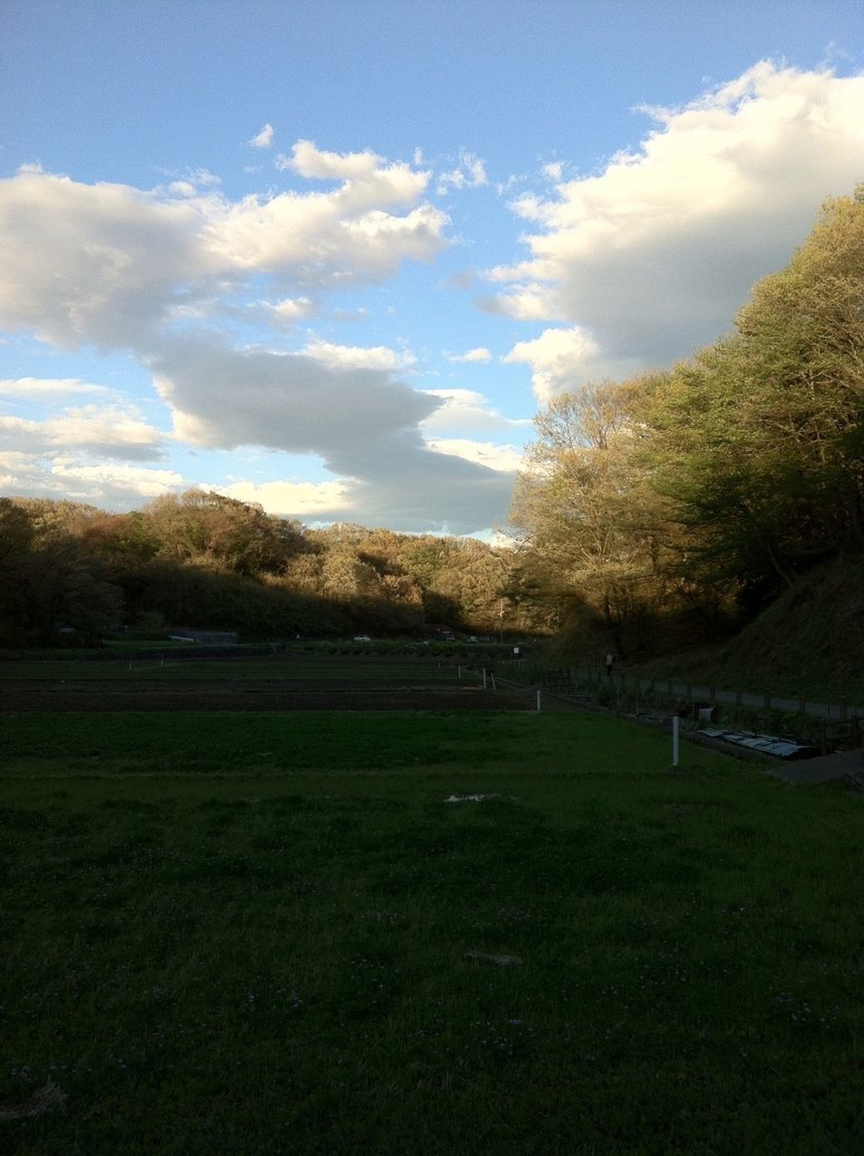 TREES ON GRASSY FIELD AGAINST CLOUDY SKY