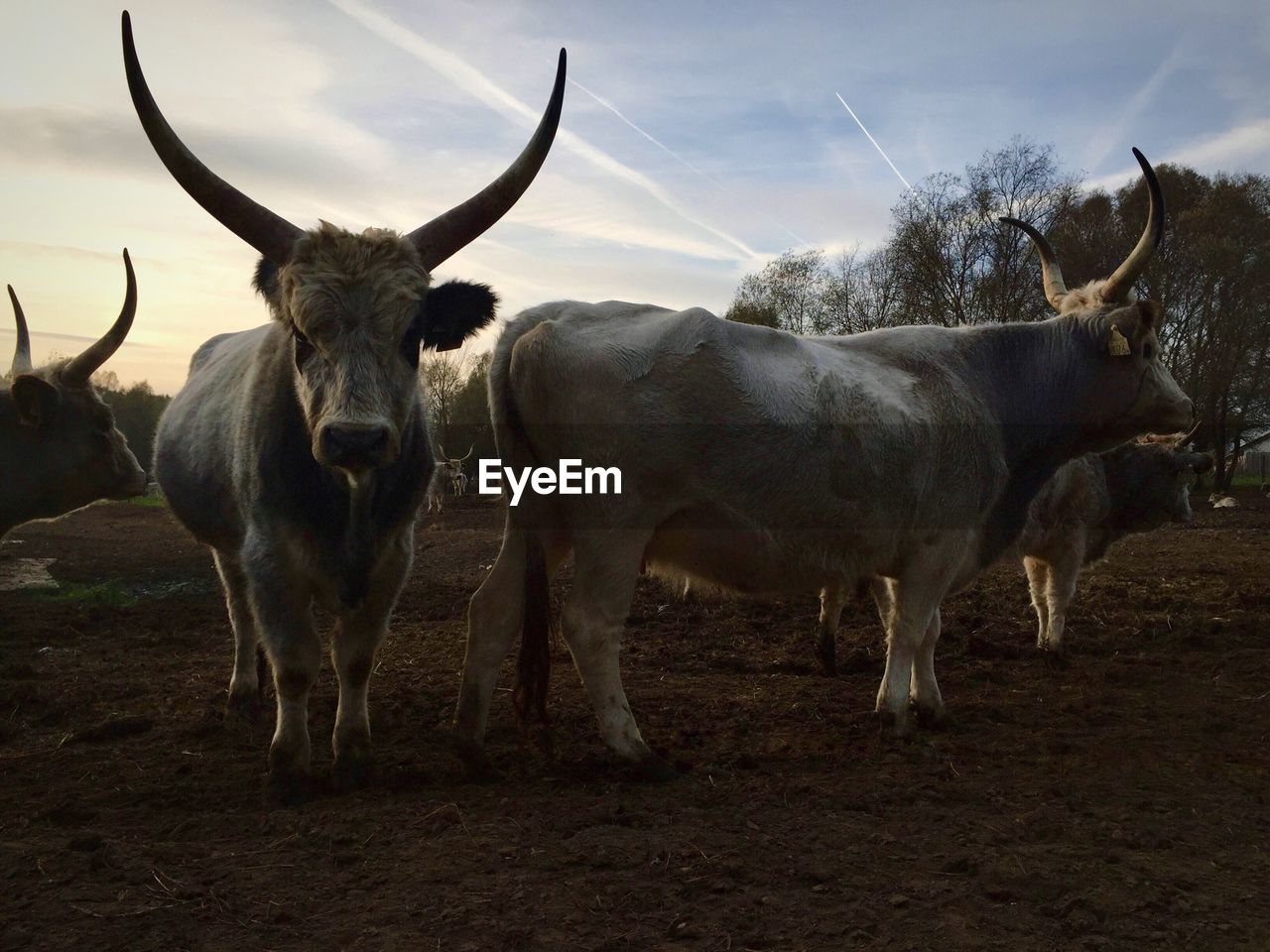 Bulls standing on field 