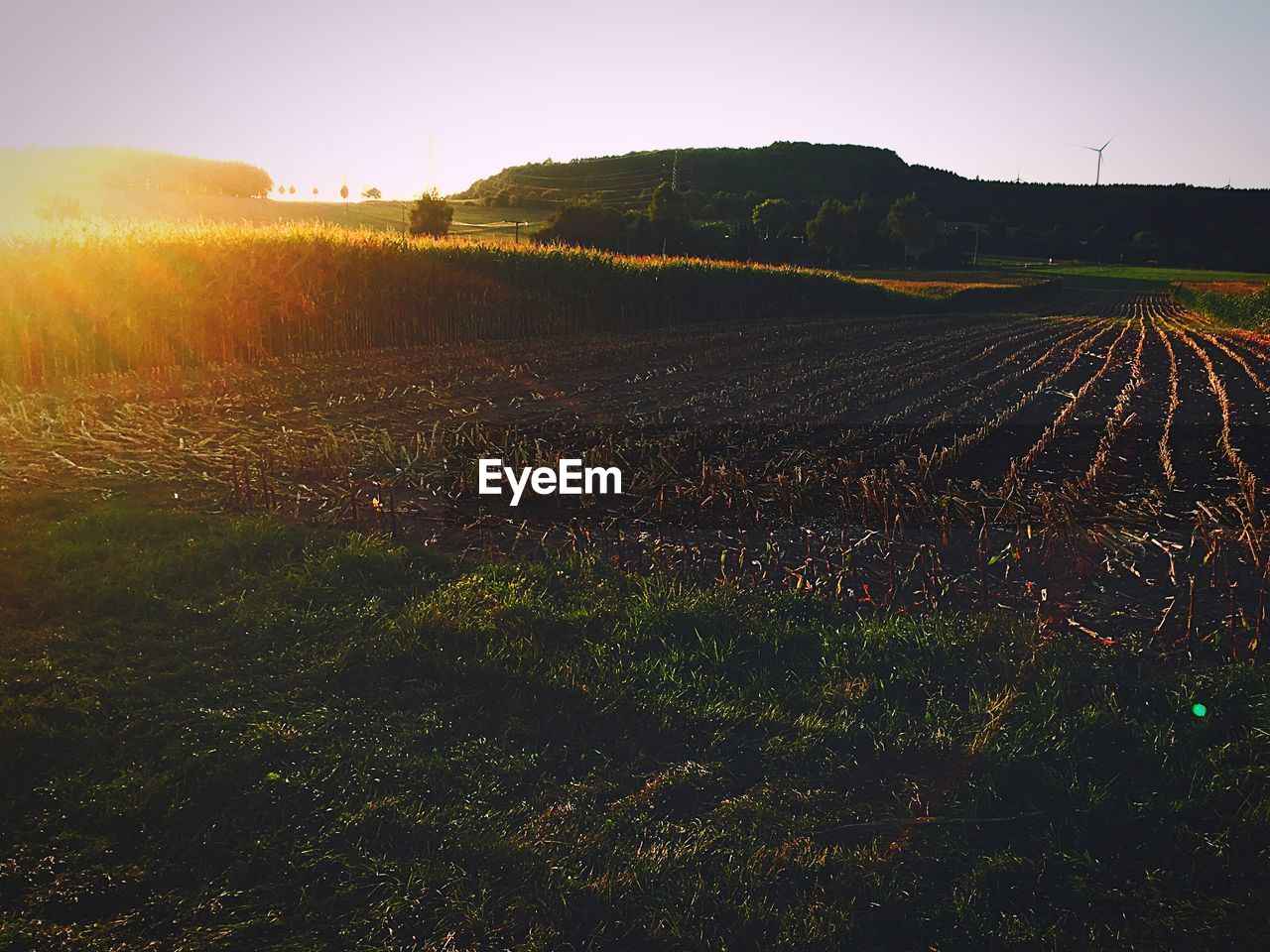 Scenic view of field against clear sky