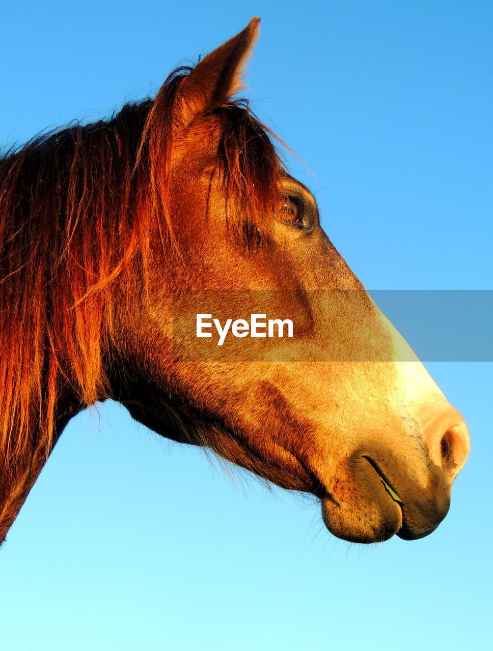 Low angle view of horse against clear sky