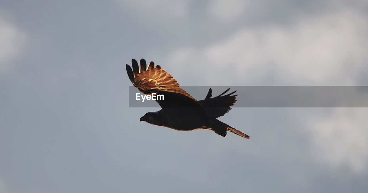 LOW ANGLE VIEW OF A BIRD FLYING