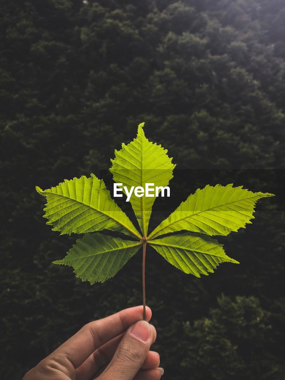 Cropped hand holding leaf against trees