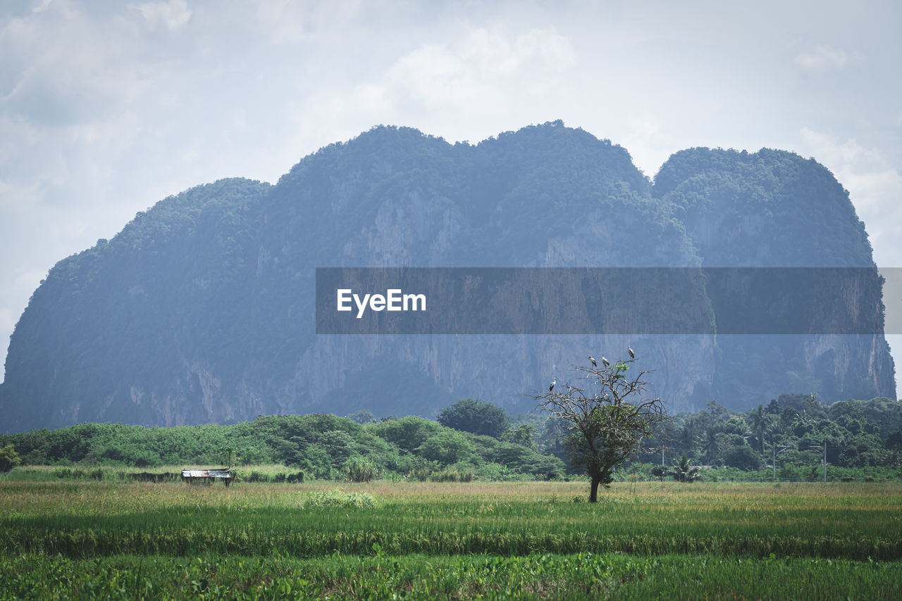 Scenic view of field against mountains