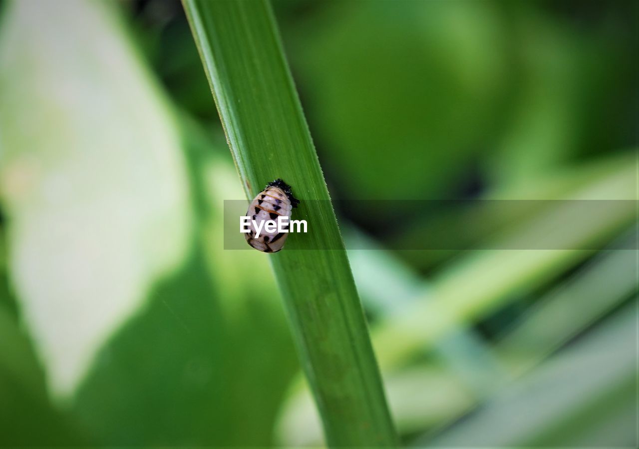 CLOSE-UP OF INSECT ON PLANT