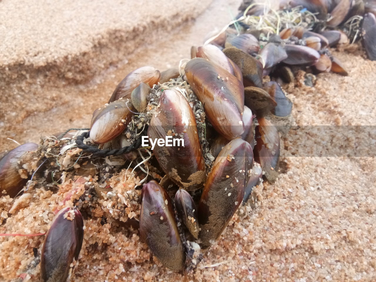 CLOSE-UP OF CRAB ON BEACH