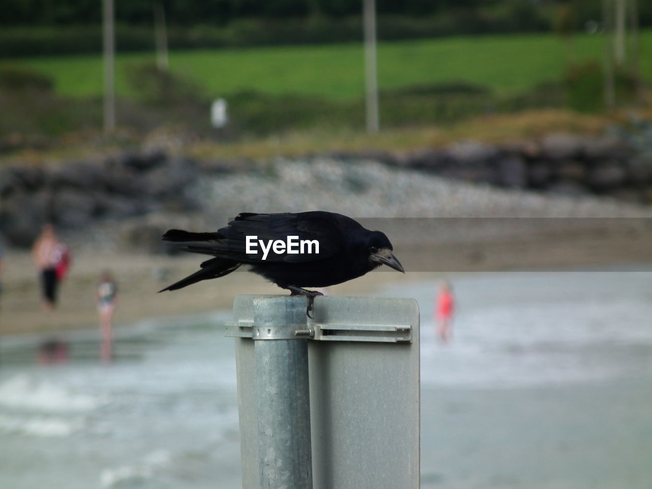 BIRD PERCHING ON RAILING