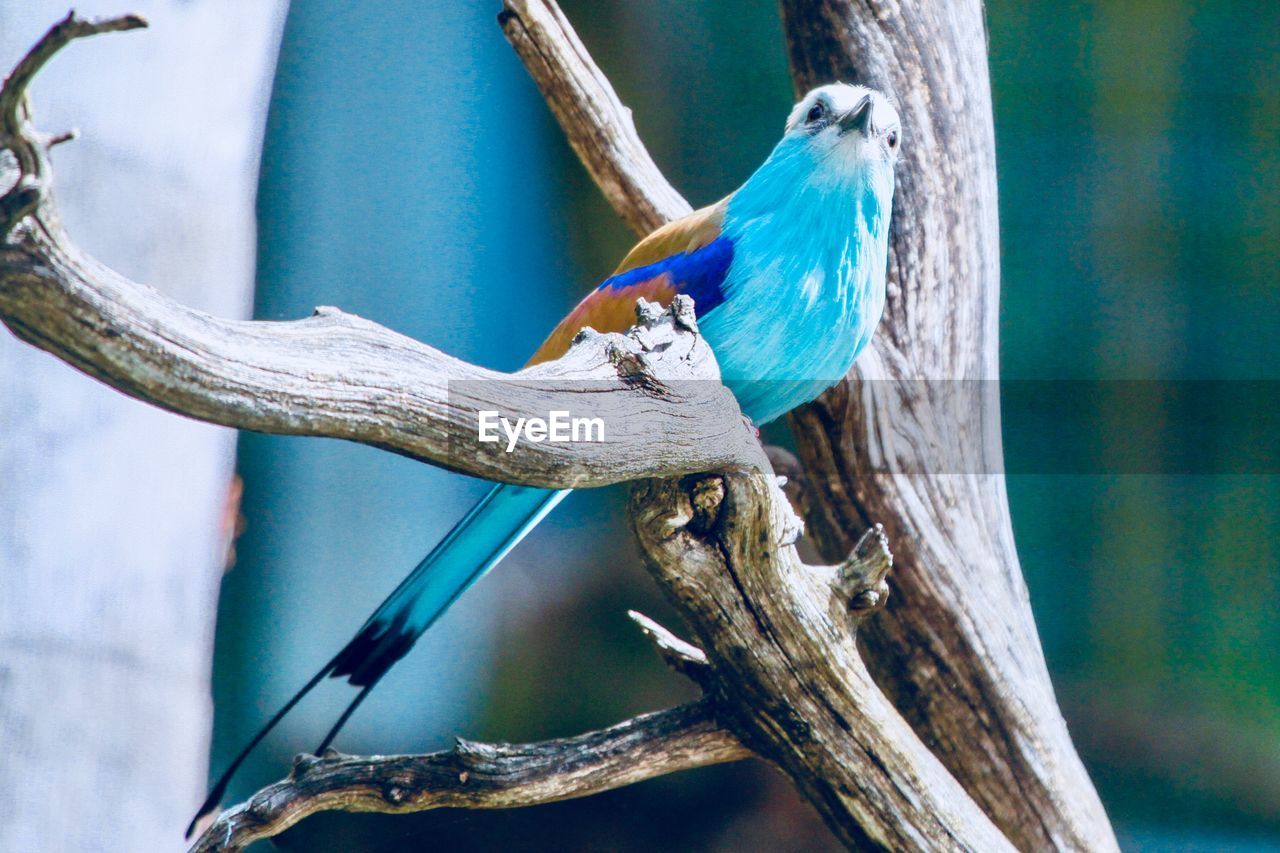 CLOSE-UP OF BIRD PERCHING ON TREE BRANCH