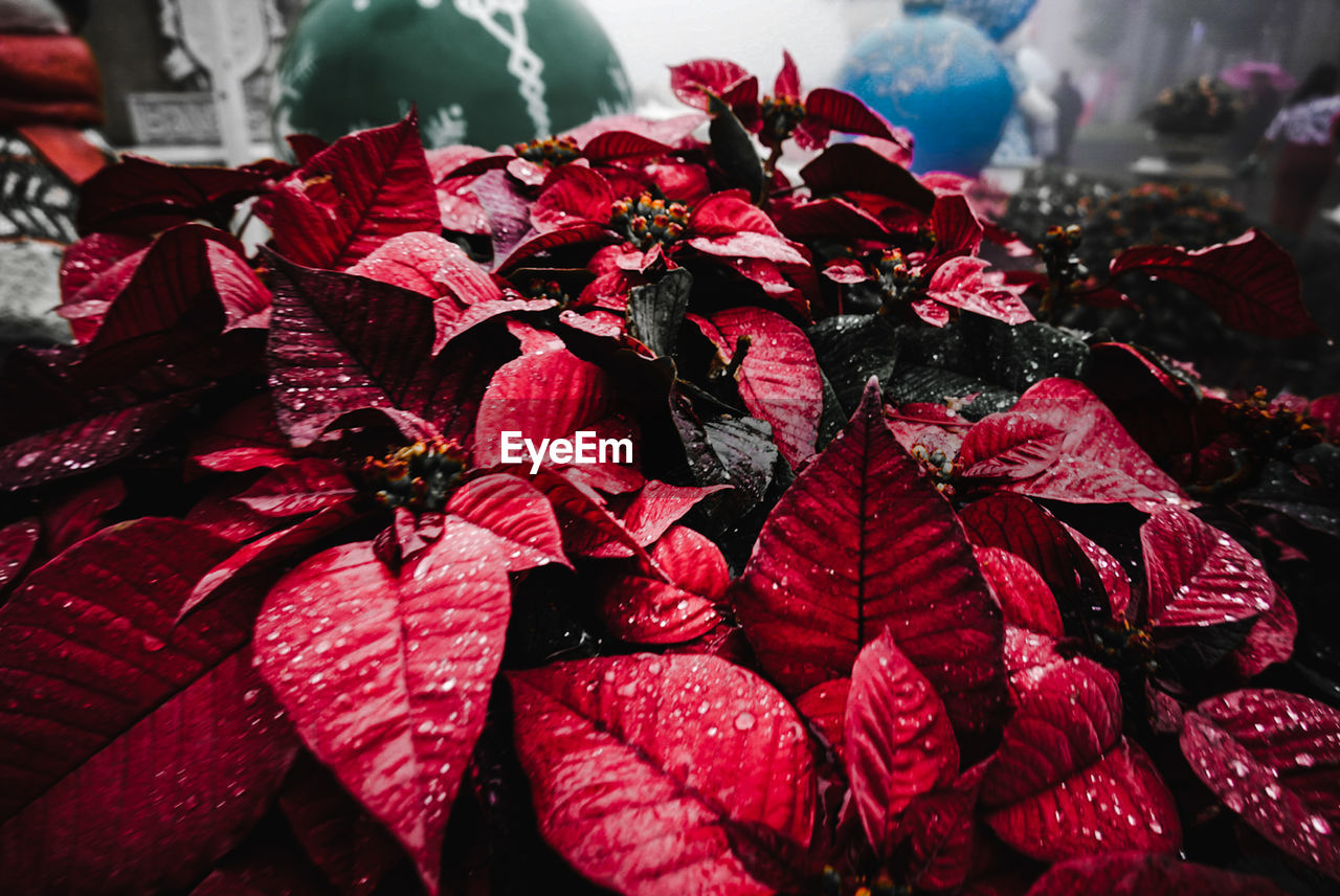 Close-up of red flowering plant