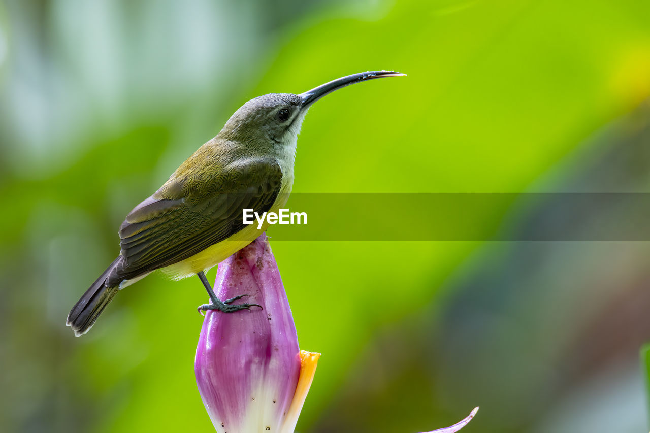 CLOSE-UP OF BIRD PERCHING ON PLANT