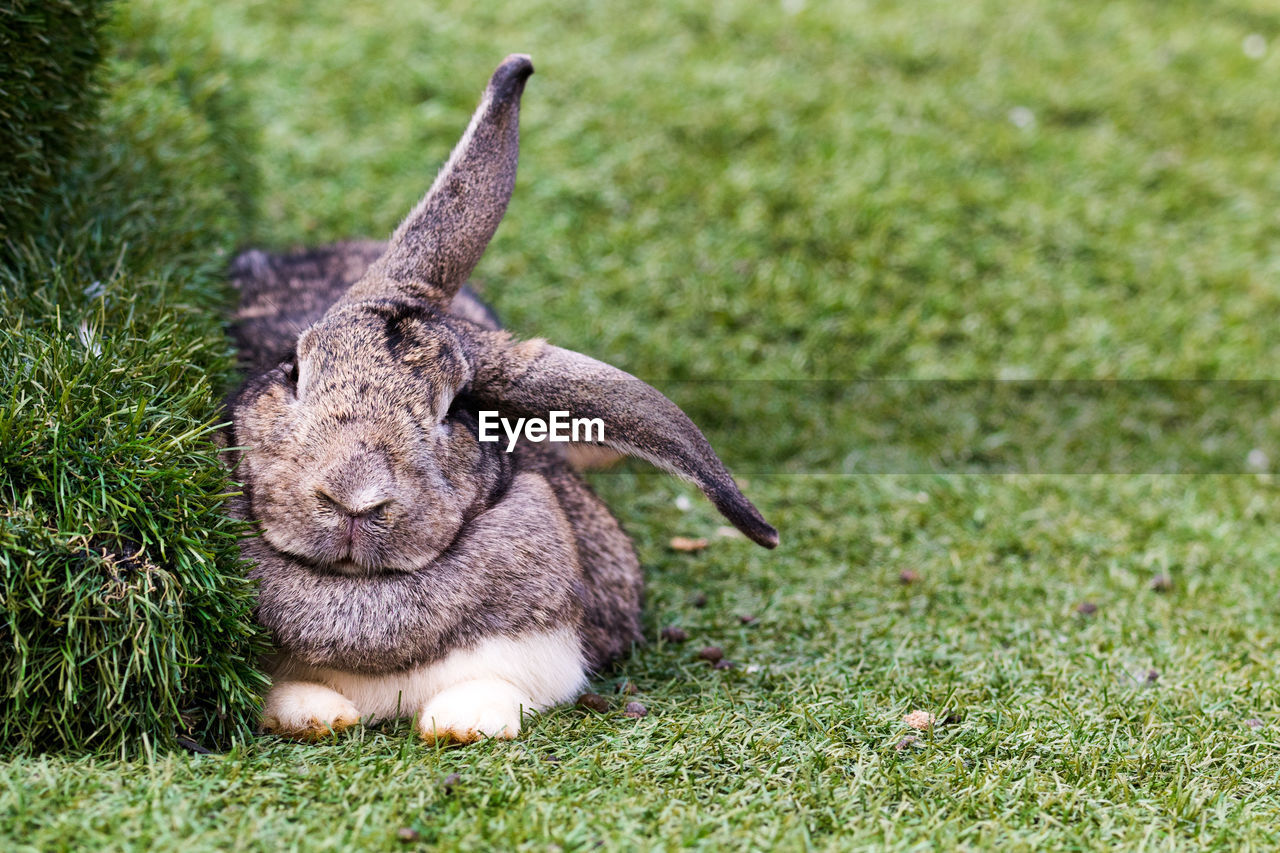 Close-up of bunny resting by plant on grass