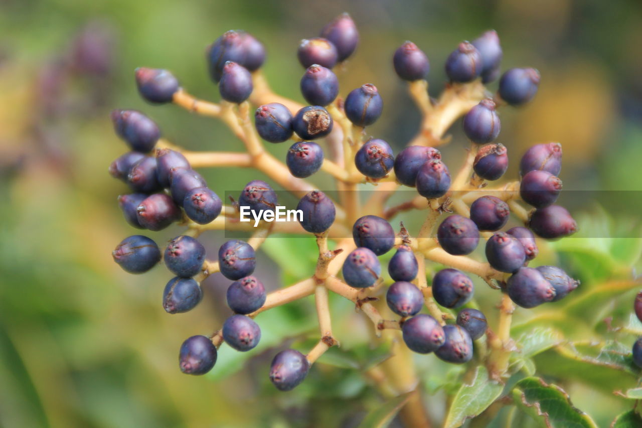 Close-up of blackberries