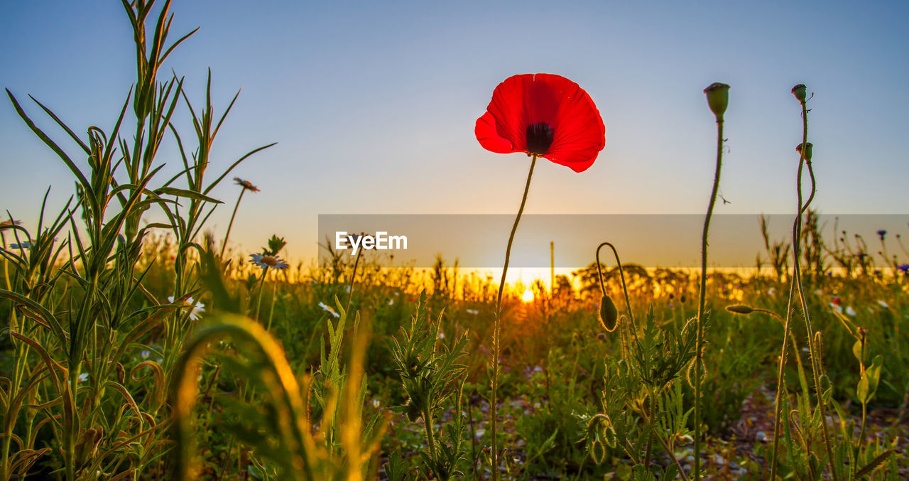 Close-up of red poppy flower growing against clear sky during sunset