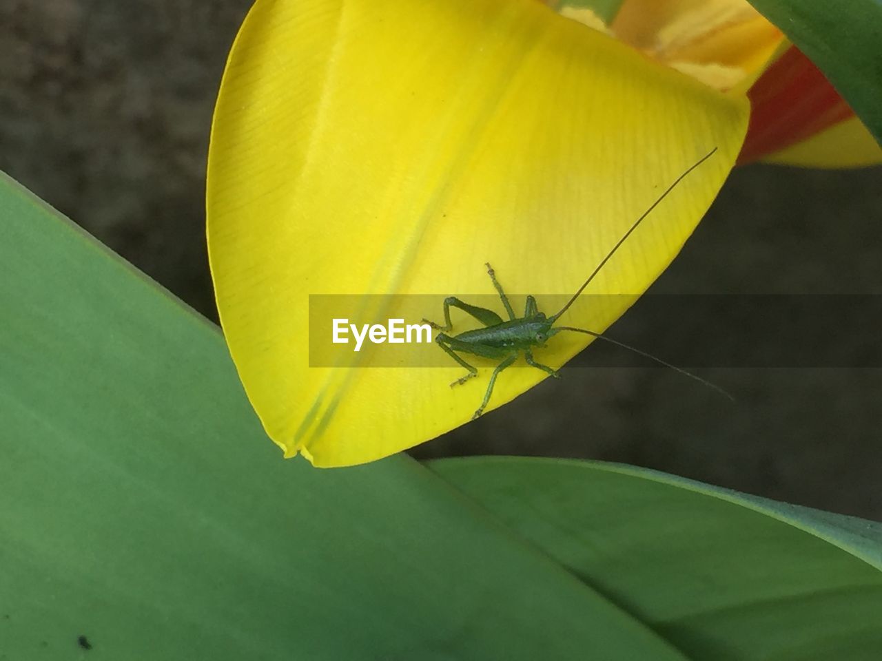 Close-up of insect on yellow flower