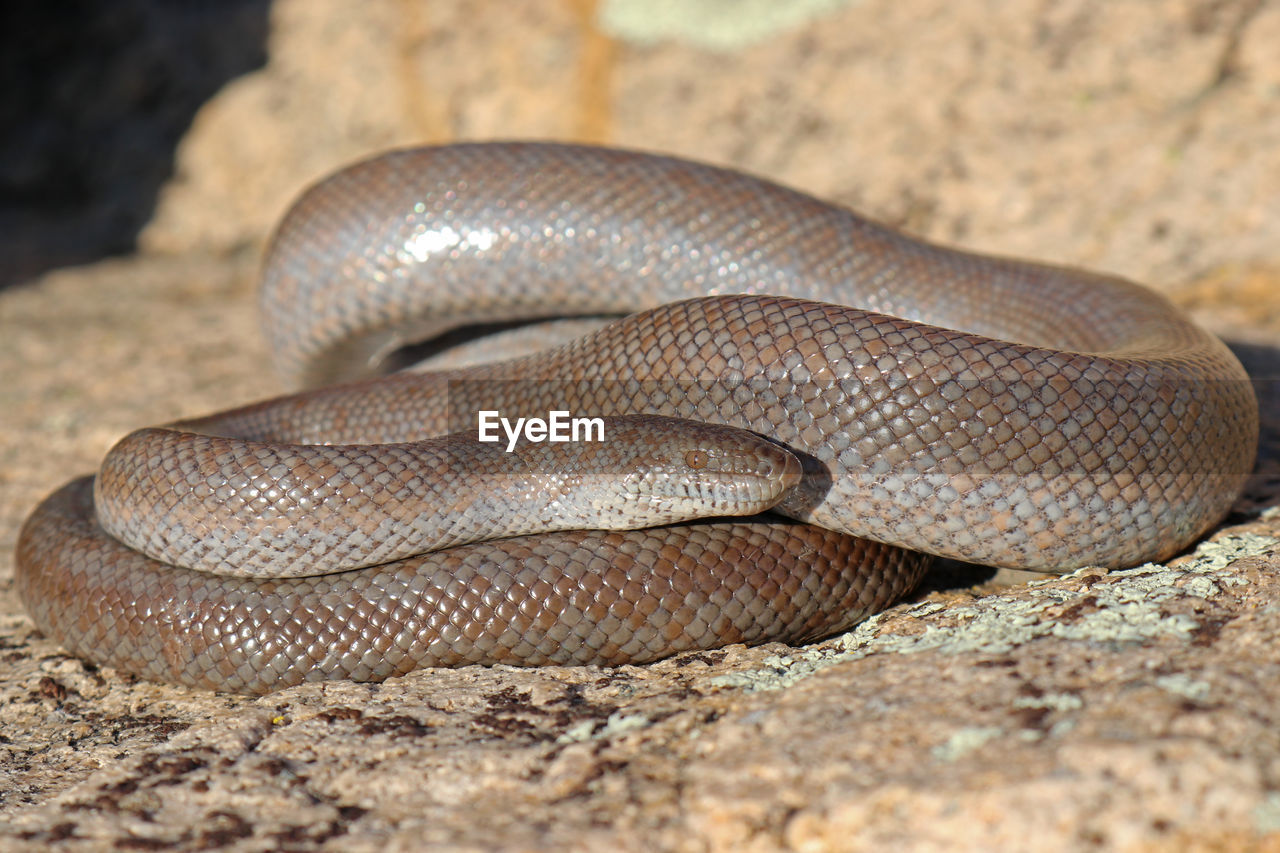 CLOSE-UP OF LIZARD