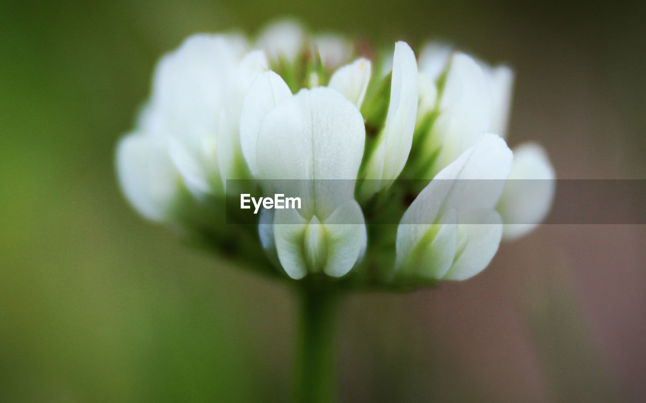 Close-up of white flowers