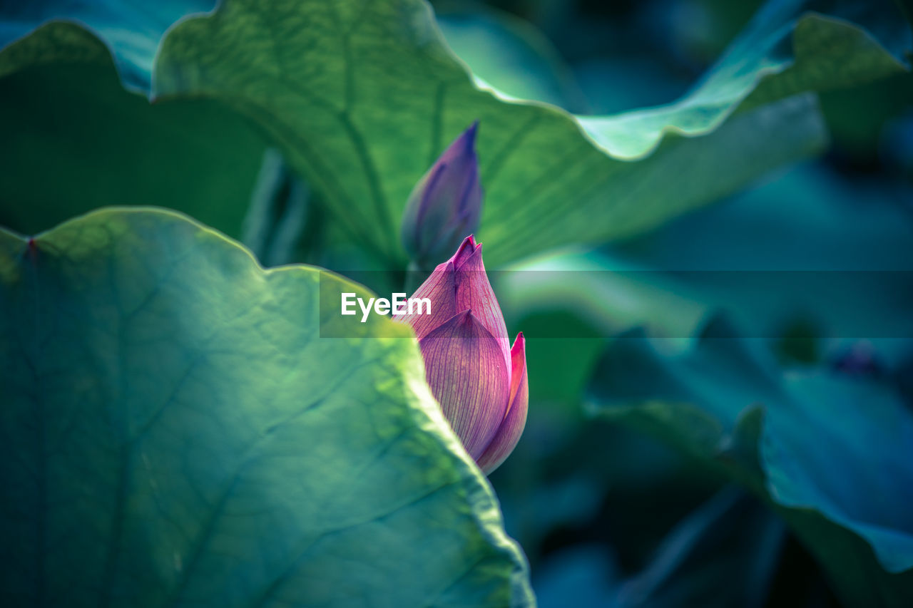 High angle view of lotus bud in pond