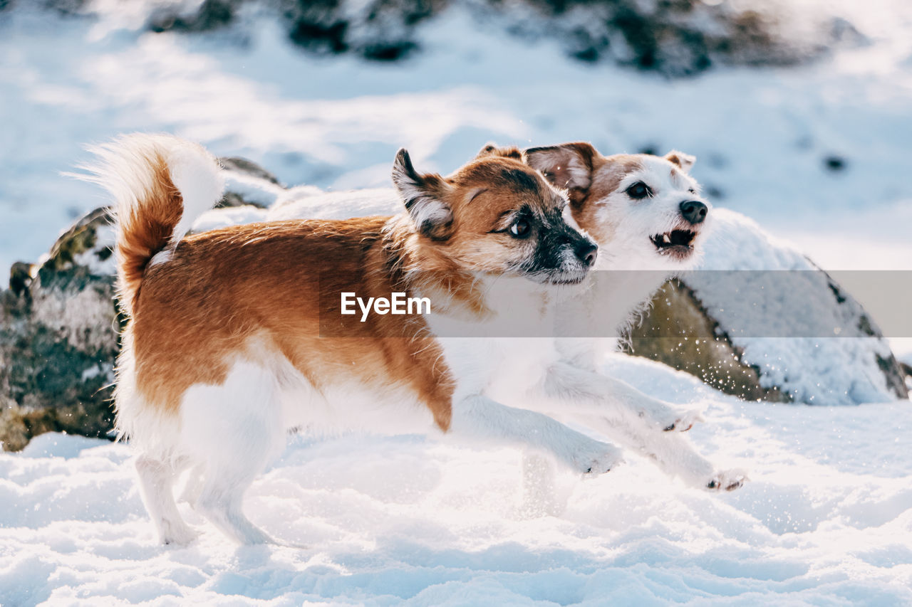 View of dog on snow covered land